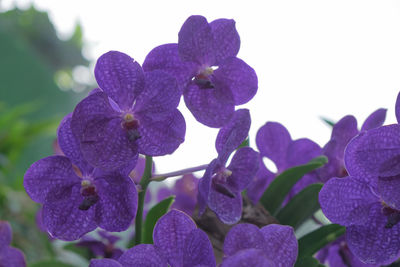 Close-up of purple hydrangea flowers