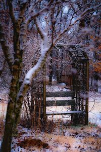 Bare trees in winter