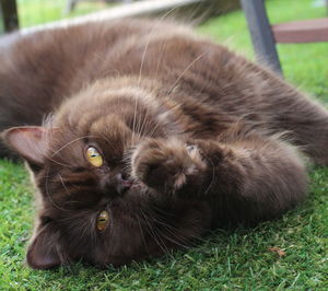 Close-up of cat lying on grass