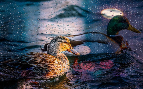 Duck swimming in water during rainy season