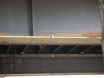 Bird on railroad tracks
