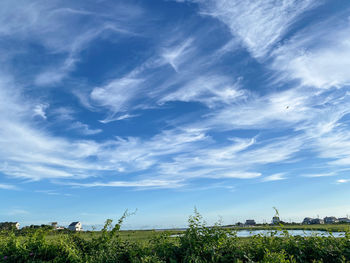 Plants growing on landscape against sky