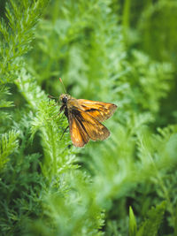 Butterfly on plant