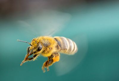 Close-up of bee on flower