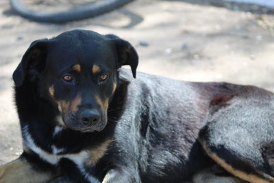 Close-up portrait of a dog