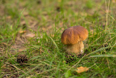 Close-up of mushroom growing on field