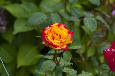 Close-up of red rose blooming outdoors