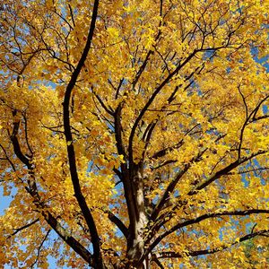 Low angle view of tree during autumn