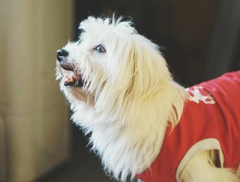 Close-up of dog