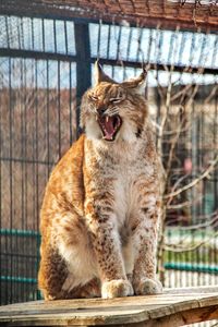 Lynx in the zoo