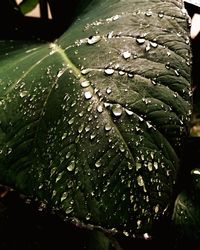Close-up of water drops on leaf