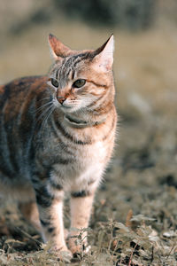 Close-up of cat