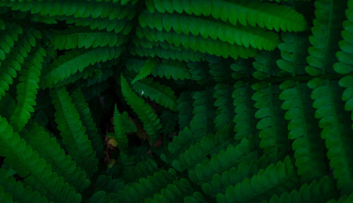 Full frame shot of plants