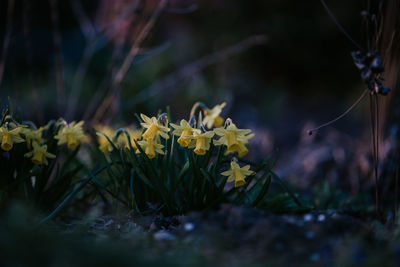 Close-up of yellow flowering plant on field