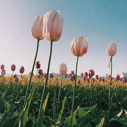 Close-up of tulips on field against sky