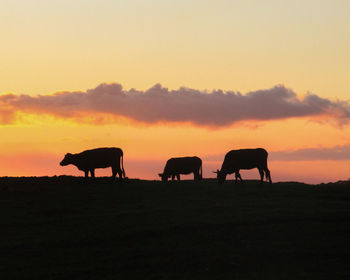 Silhouette horses grazing on field against sky during sunset