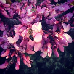 Close-up of flowers blooming outdoors