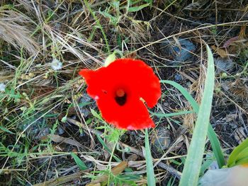 Close-up of red poppy flower on field