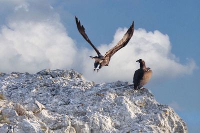 Low angle view of birds flying over rocks