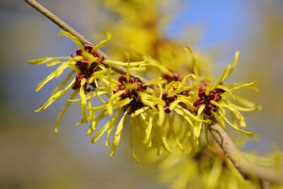 Close-up of yellow flowering plant