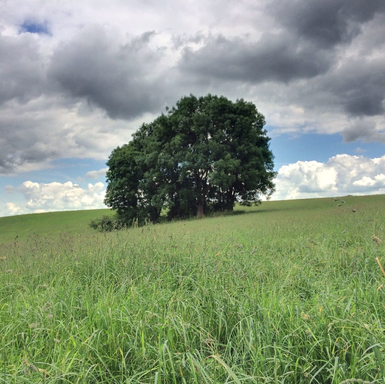 sky, grass, tranquil scene, field, tranquility, landscape, tree, cloud - sky, green color, growth, scenics, grassy, cloud, beauty in nature, nature, cloudy, green, rural scene, day, non-urban scene