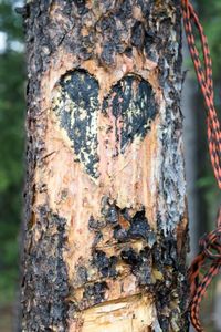 Close-up of tree trunk