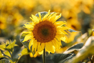 Close-up of yellow flowering plant