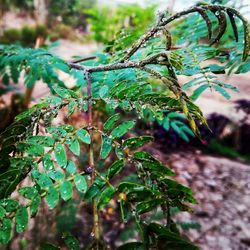 Close-up of plant in water