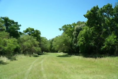 Scenic view of agricultural field against clear sky