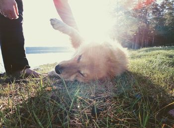 Low section of person with dog on grass