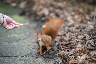 Squirrel on a hand