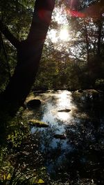 Reflection of trees in river against sky
