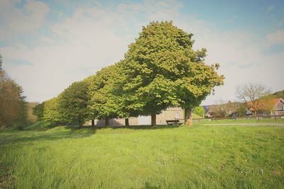 Trees growing on field against sky