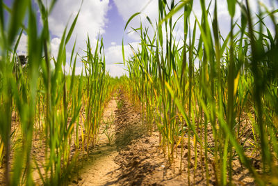 Crops growing on field against sky