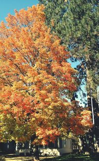 Low angle view of trees