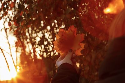 Close-up of person holding maple leaves during autumn