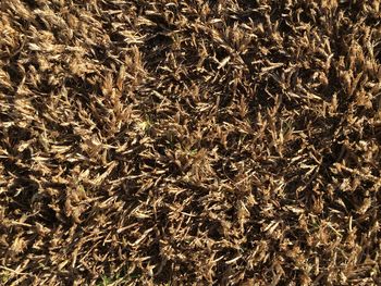Full frame shot of plants