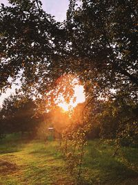 Trees on field against sky at sunset