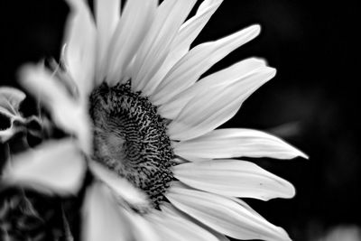 Close-up of white flower