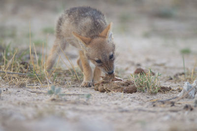 View of a rabbit on land