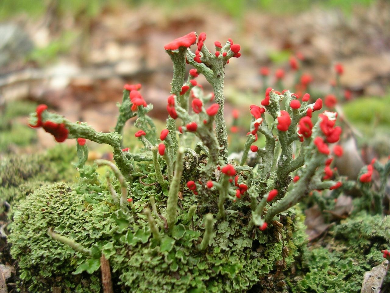 CLOSE-UP OF RED FLOWERS BLOOMING