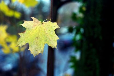 Close-up of maple leaf against blurred background