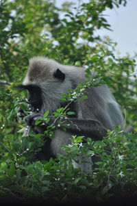 View of an animal on tree