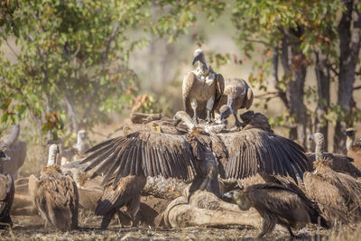 Flock of vultures scavenging on a field