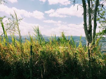 Plants growing on field against cloudy sky