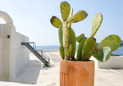 Close-up of succulent plant in sea