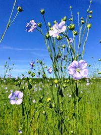 Close-up of flowers blooming on field against sky