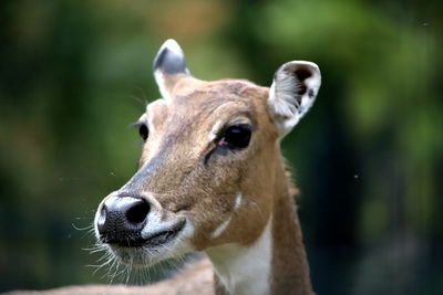 Close-up of deer