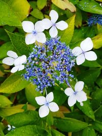 Close-up of purple flowers