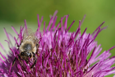 Close-up of bee pollinating on pink flower